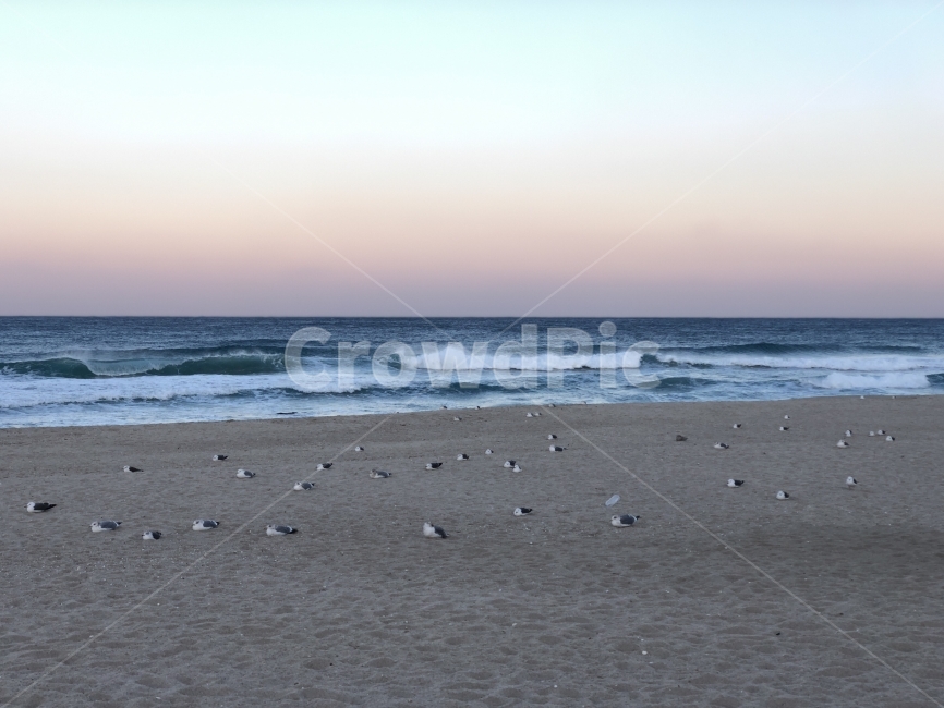 강원도,동해,갈매기,해변,파도,겨울바다,바다,자연,풍경,nature,landscape,해변,바다,beach,sea,동물,animal,조류,새,birds,water,물,ocean,대양,outdoors,옥외,shoreline,해안선