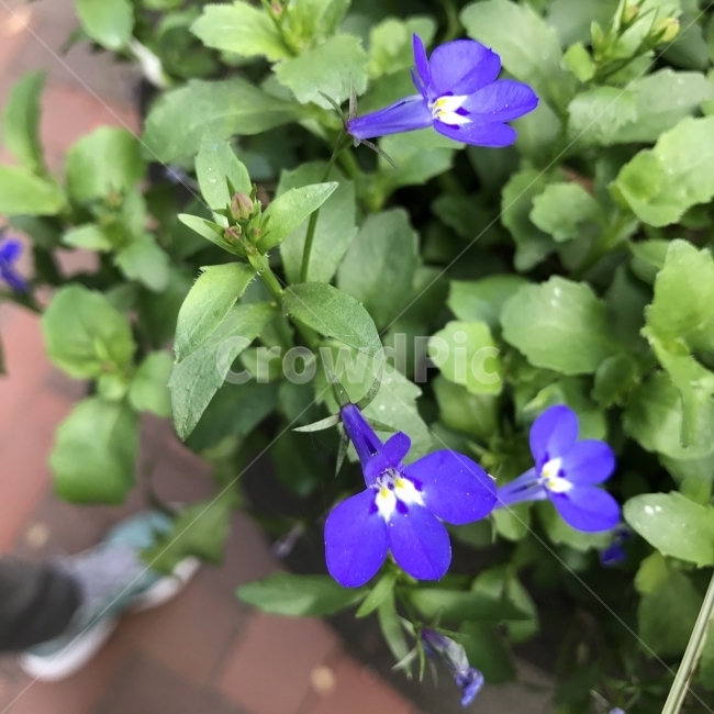 lobelia,tropical flower,Flower,Lobelia,south africa,medicine,medicinal,flower,purple flower,Suzanae family,poisonous plant,plant