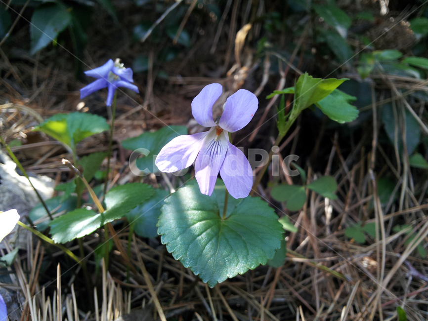 plant,식물,자주색꽃,꽃,들꽃,야생화,blossom,flower,산책,자연,nature,고깔제비꽃,클로즈업,식물,자연,plants,nature,꽃,flower