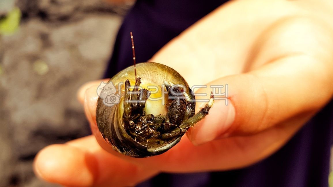 conch,tongs,Hermit crab,sea creatures,crab