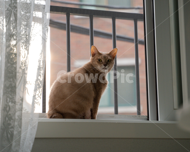가정장식,abyssinian,아비시니안,포유류,mammal,동물,animal,pet,cat,고양이,homedecor,반려묘,동물,animal,포유류,mammal,고양이,cat,kitten,kitty