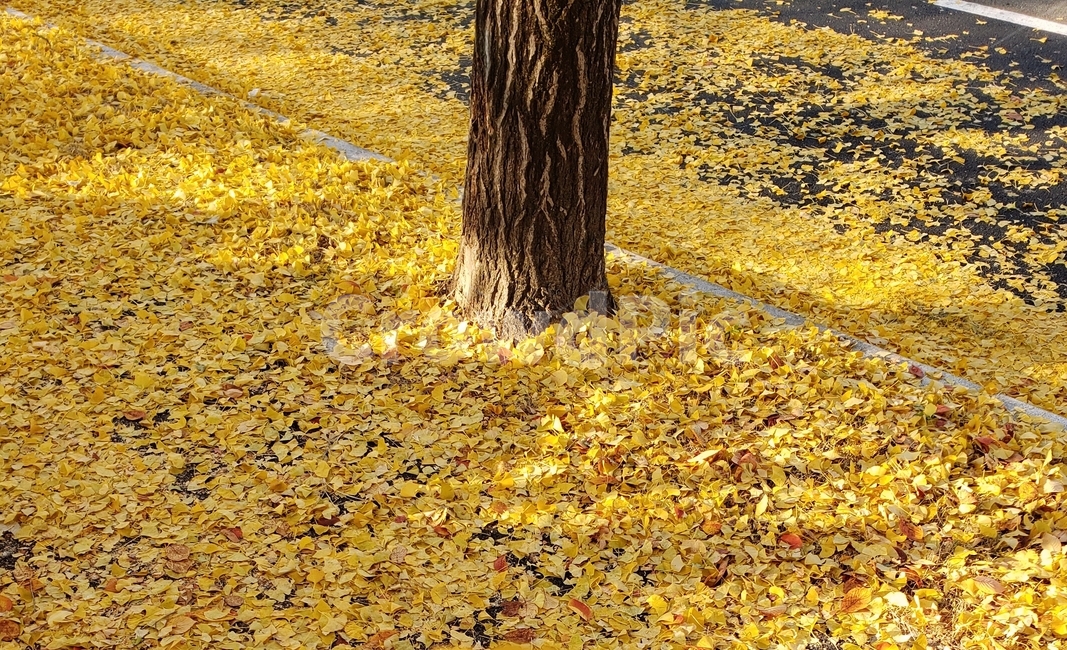 은행,노랑,은행나무,은행잎,노란색,나무,tree,식물,plant,가을,가을,계절,fall,autumn,season