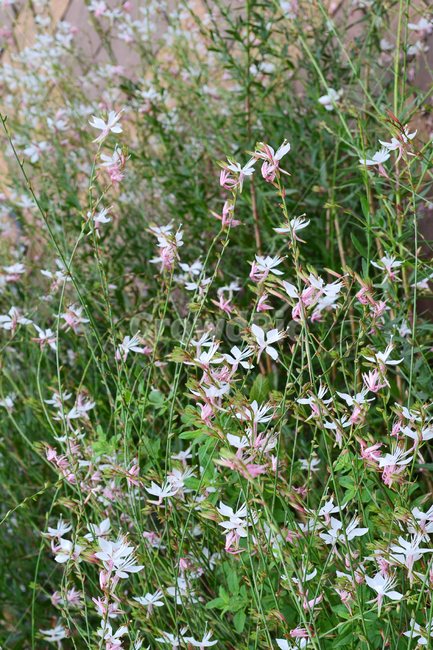 꽃,자연,식물,과꽃,아스터,bluewoodaster,aster,flower,식물,자연,plants,nature,꽃,flower