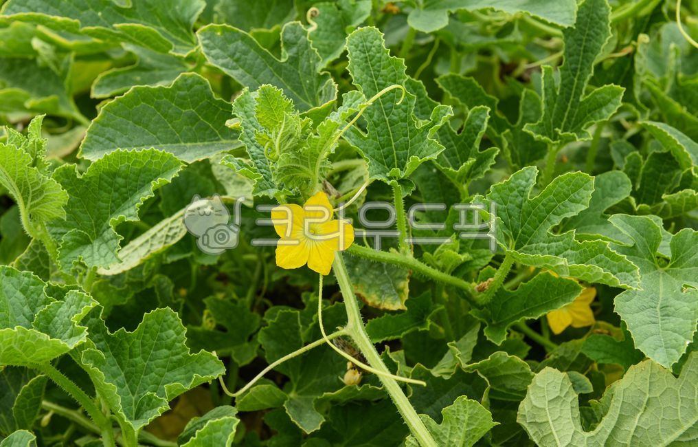 참외꽃,크로즈업,참외밭,참외하우스,유기농,노랑,꽃,잎,농산물,열매,leaf,yellow,여름,summer,season