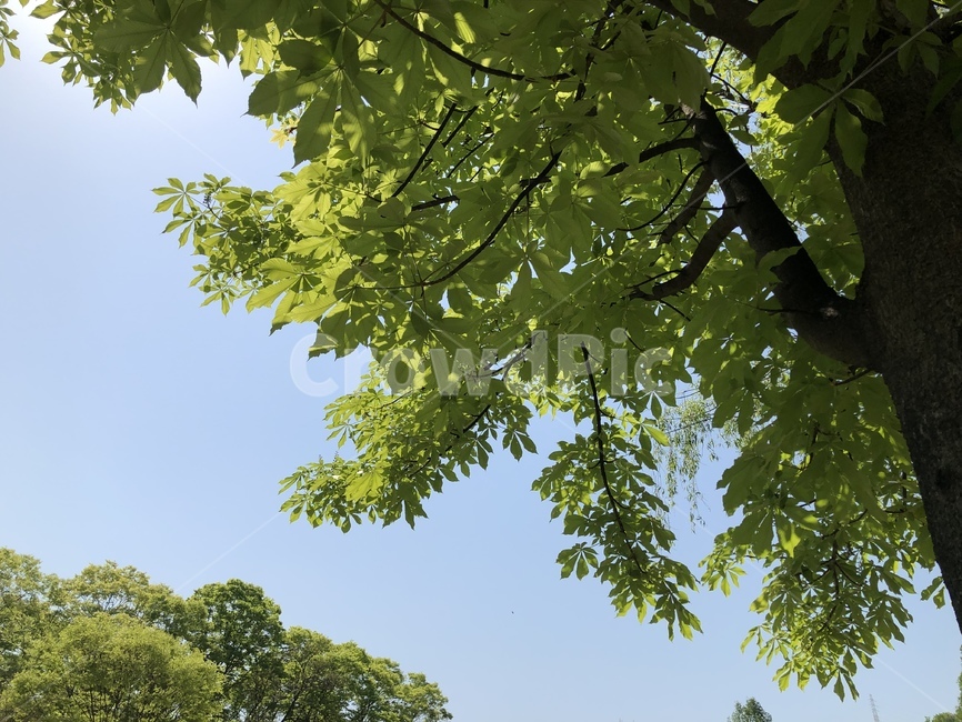 하늘,자연,풍경,아침,나무