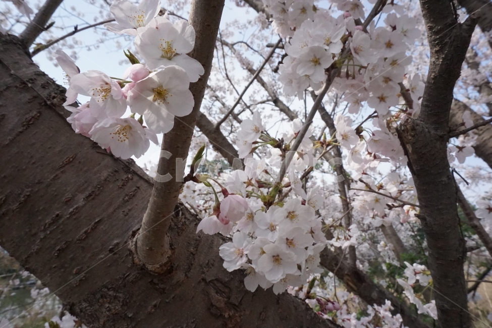 봄,계절,벚꽃,자연,핑크,분홍,봄,계절,spring,season,식물,자연,plants,nature,꽃,flower,plant,blossom,cherry blossom