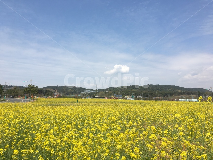 유채꽃,노란꽃,노랑색,시골,꽃밭,꽃