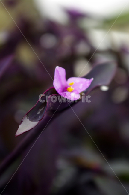 꽃,식물,flower,plant,color,식물,자연,plants,nature,꽃,flower