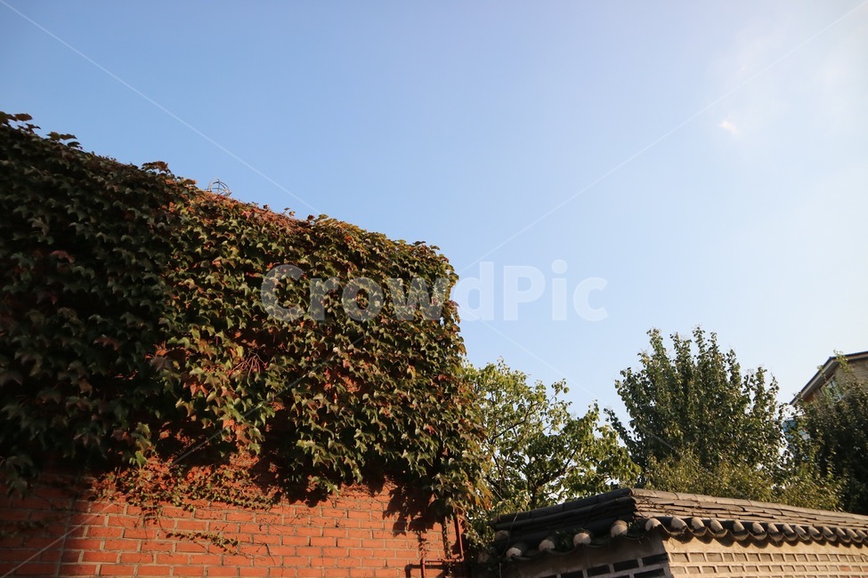 담쟁이,낮,오후,혜화,벽돌,힐링,하늘,건축물,건물외관,exterior,building,structure,architecture,construction