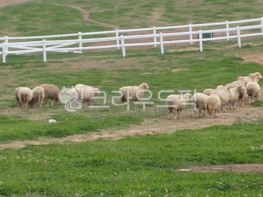 farm, nature, 자연, pasture, 목장, 사진,이미지,일러스트,캘리그라피 - mjongin72작가