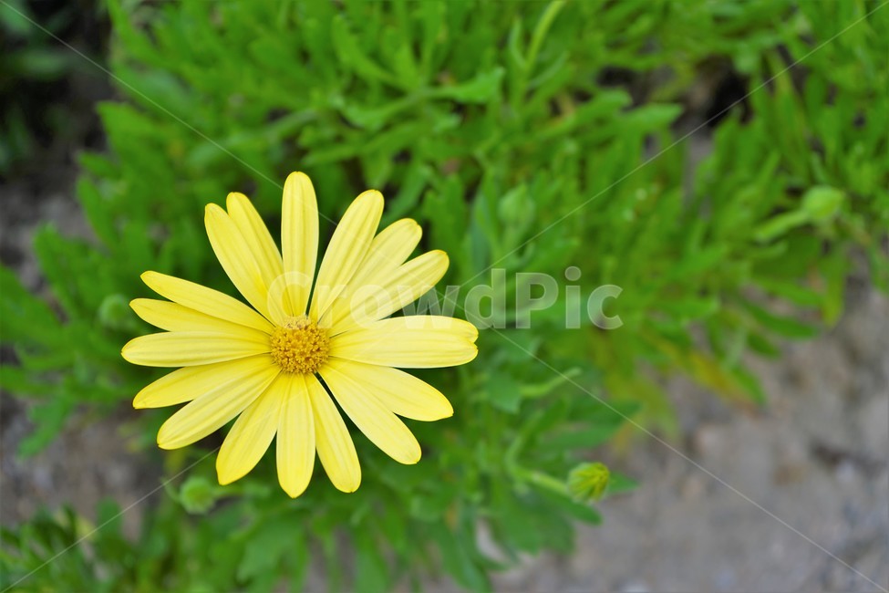 꽃,식물,노랑,녹색,자연,yellowflower,greenbackground,singleflower,plant,nature,green