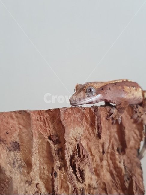 gecko,도마뱀,게코,reptile,크레스티드게코,파충류