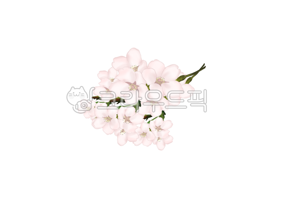 벚꽃,꽃,손그림,봄꽃,꽃누끼,누끼,벚꽃누끼,꽃스티커,벚꽃일러스트,벚꽃나무,벚꽃나무일러스트,봄