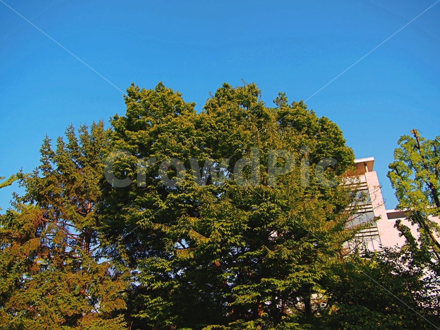 가을,한국외대,나무,자연,초록,자연,풍경,nature,landscape,식물,plants,plant,tree