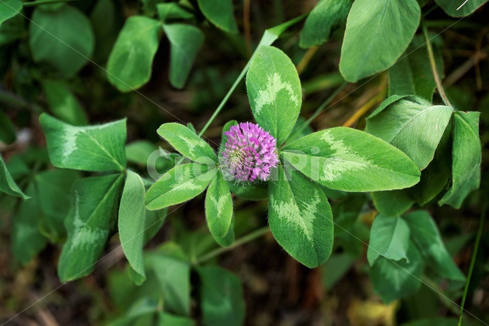 토끼풀,붉은토끼풀,귀화식물,풀,클로버,crimsonclover,grass,green,nature,plant,redclover,trifolium