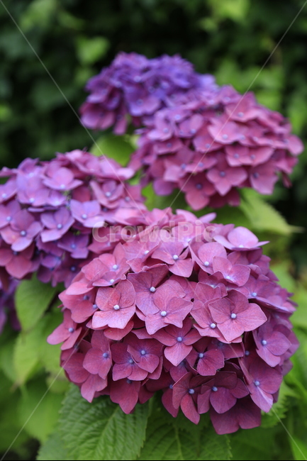 수국,꽃,보라,식물,flower,식물,자연,plants,nature,꽃,flower