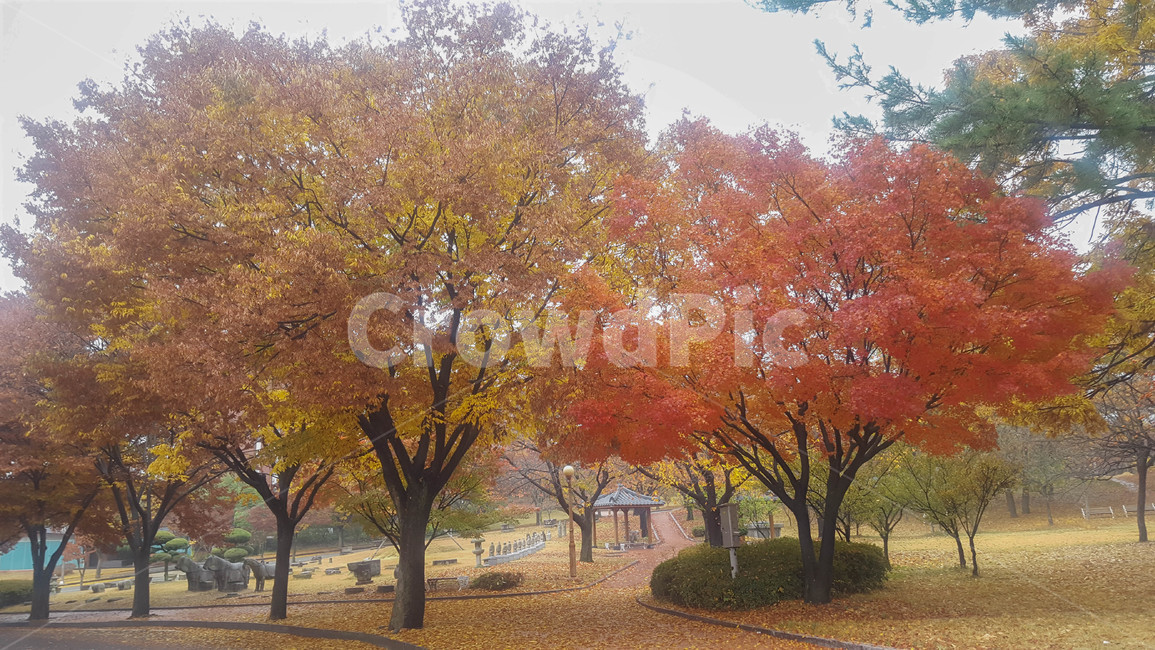 가을,단풍,비온뒤,낙엽,정자,가을,계절,fall,autumn,season,조각상,동상,석상,조형물,statue,bronze statue,stone statue,tree,나무,plant,식물,maple