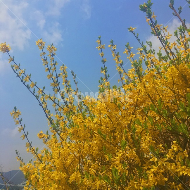 봄,꽃,개나리,하늘,구름,자연,봄,계절,spring,season