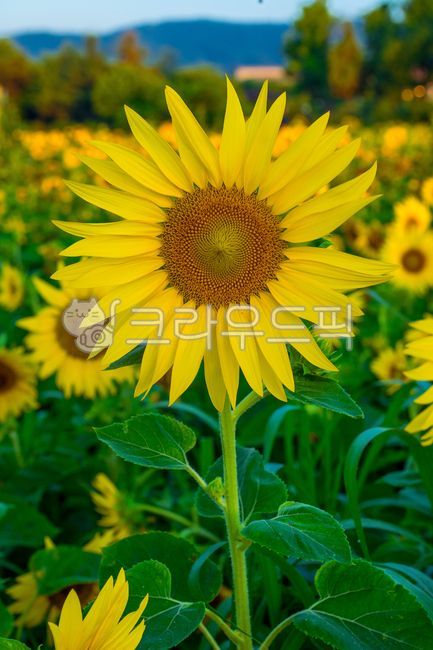 해바라기,식물,꽃,여름식물,잎,여름꽃,실외,자연,여름,summer,season,plants,nature,flower,plant