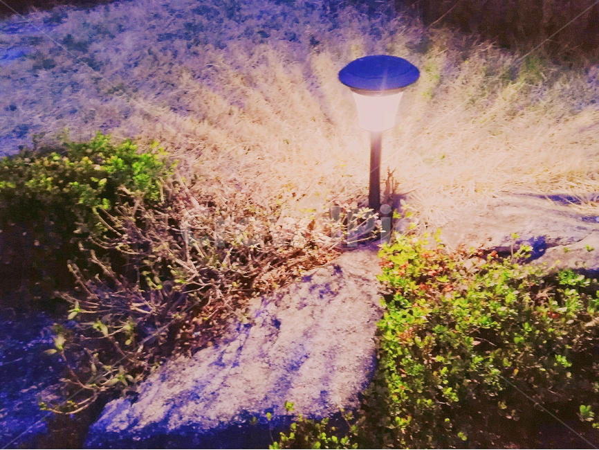 감성,밤,가로등,나무,자연,자연풍경,빛,식물,자연,plants,nature