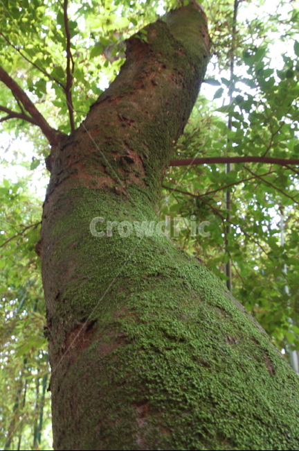 나무,이끼,나무줄기,tree,moss,식물,자연,plants,nature,나무,trees,wood