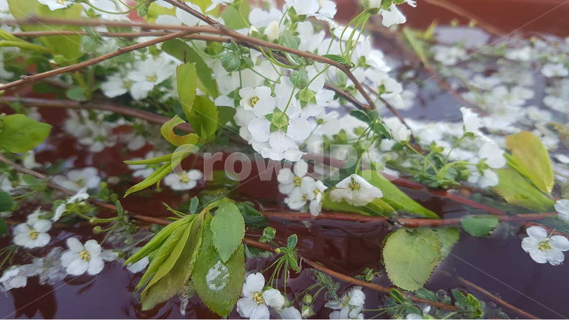 꽃,꽃잎,flowers,leaves,petal,식물,자연,plants,nature,꽃,flower