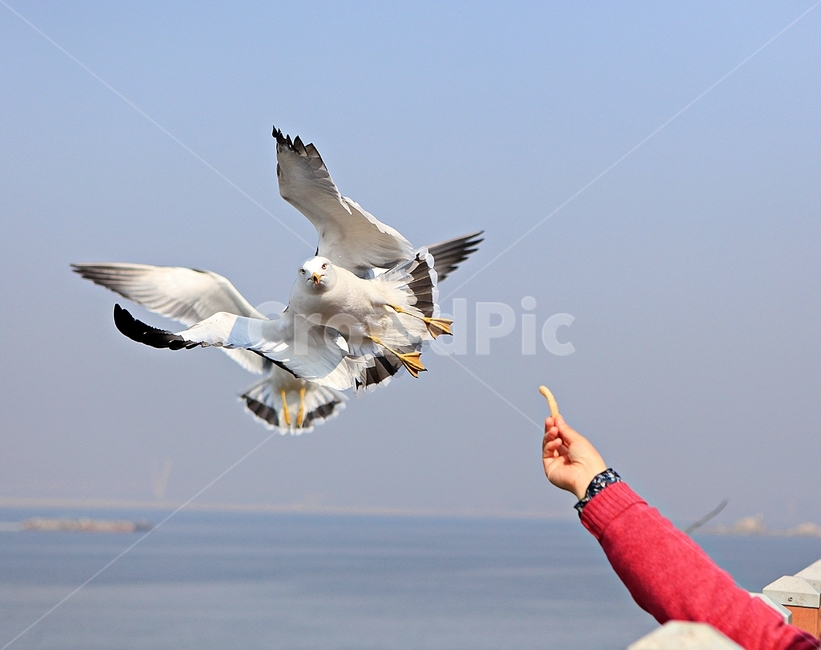 갈매기,새,조류,자연,풍경,배경,동물,animal,조류,새,birds,사람,인물,인간,human,person,신체일부,몸,body
