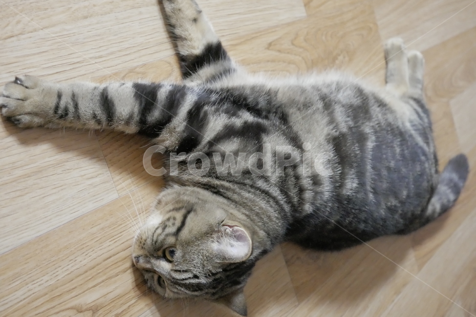 고양이,개냥이,동물,표정,얼굴,귀여운,동물,animal,포유류,mammal,고양이,cat,kitten,kitty