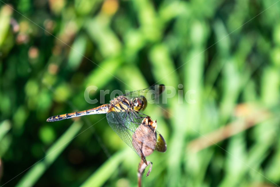 잠자리,dragonfly,드래곤플라이,곤충,휴식,날개,동물,animal,곤충,벌레,insect,bug