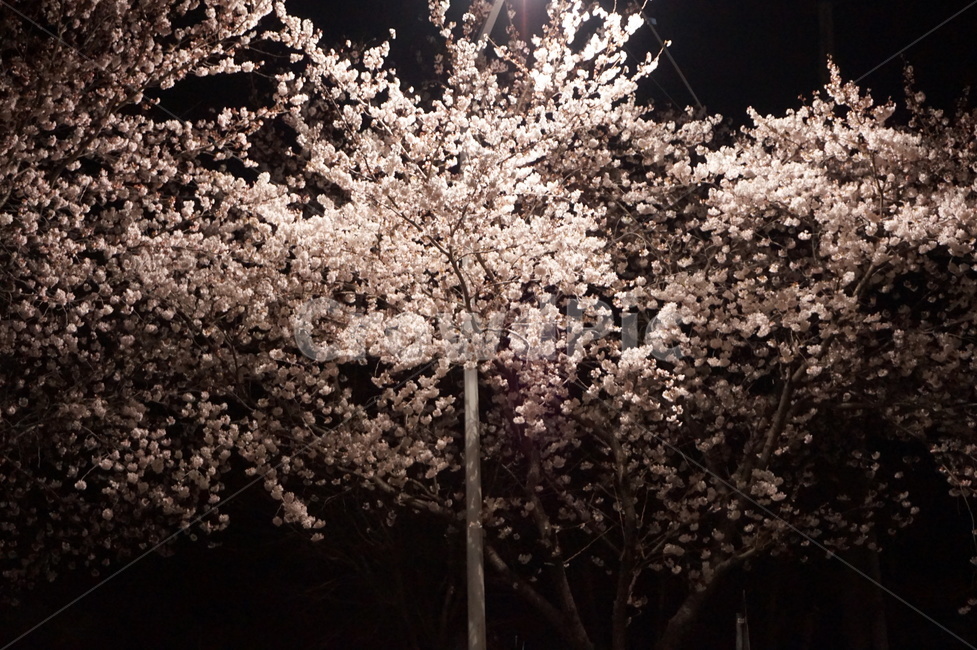 벚꽃,밤놀이,조명아래,봄,가로수,가로등,봄,계절,spring,season,야경,밤,풍경,nightscape,night,landscape,plant,식물,flower,꽃,blossom,cherry blossom