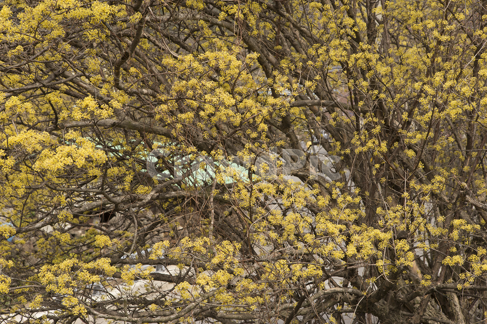 개나리,노란,꽃,그늘,아래,식물,자연,plants,nature,꽃,flower