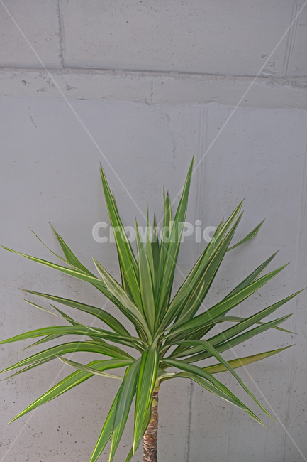 식물,실내,카페,인테리어,플랜트,실내용화초,화분,화초,house plant