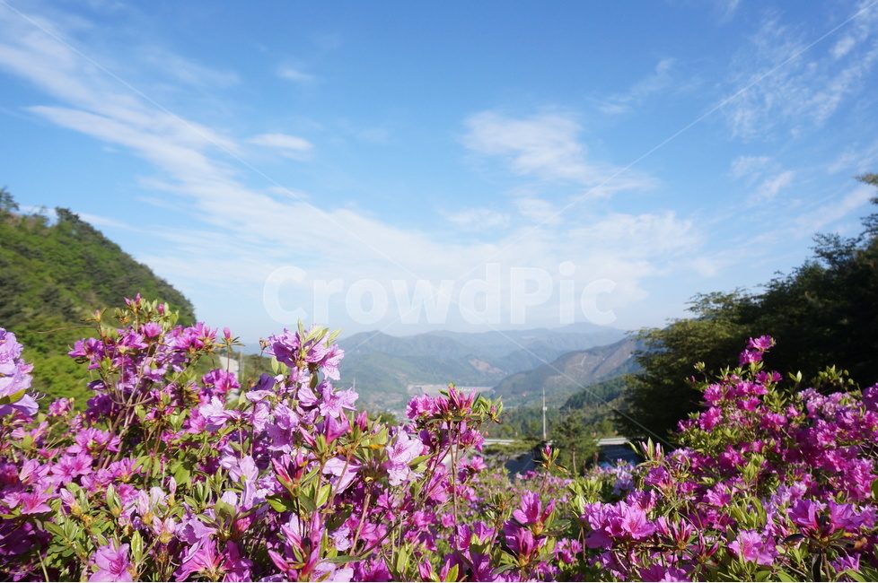 산,철쭉,분홍,파랑하늘,나무,아침,햇살,봄,봄,계절,spring,season,자연,풍경,nature,landscape,식물,plants,꽃,flower,outdoors,옥외,geranium,제라늄,blossom,plant