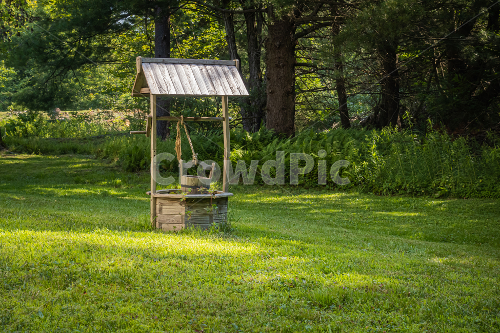grass,잔디,plant,식물,outdoors,옥외,forest,숲