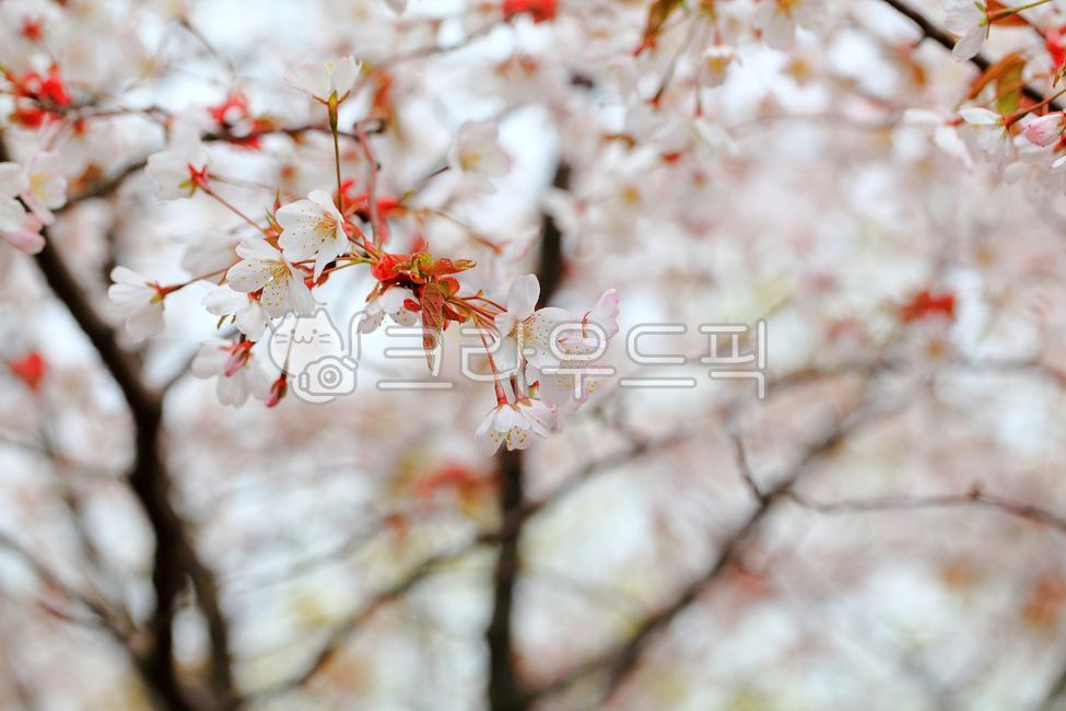 벚꽃,꽃,벚꽃나무,하얀꽃,봄,계절,봄꽃,꽃배경,감성,배경,개화,자연,꽃잎,blossom,flower,식물,plant,경치,landscape,outdoors,nature,야외,sky,scenery,하얀,white,나무가지,spring,tree,나무,cherryblossom,활짝핀,만개,벚꽃배경