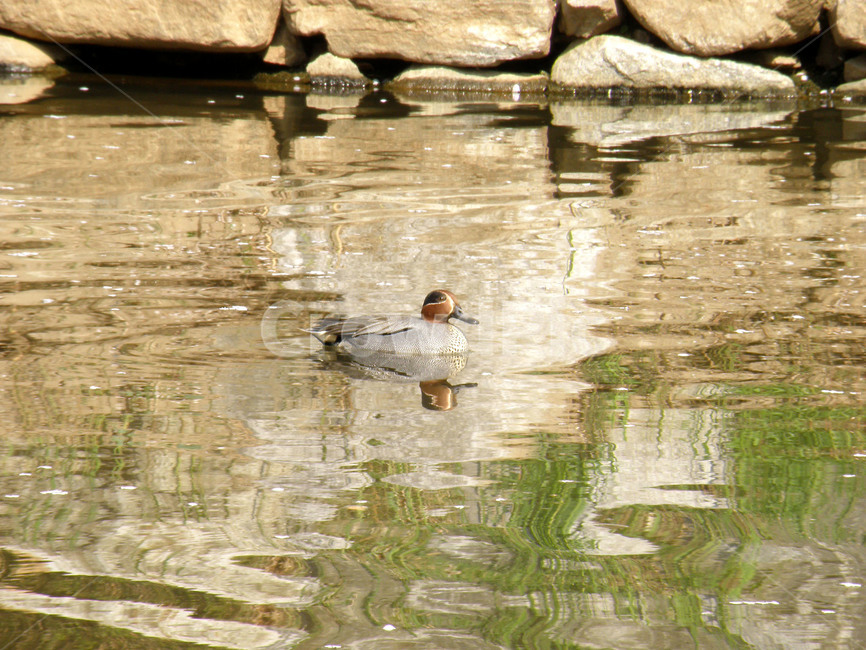 오리,조류,새,동물,duck,조류,새,birds