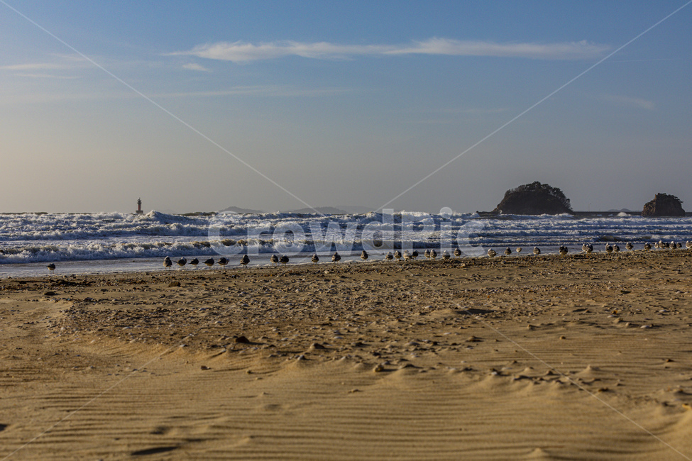 바다,파도,수평선,하늘,갈매기,blue,sea,sky,water,sand,coastline,waves,seagull,자연,풍경,nature,landscape