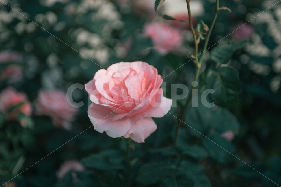 꽃,감성사진,장미,폰배경,분홍색,식물,자연,plants,nature,꽃,flower,감성,sensible,feeling