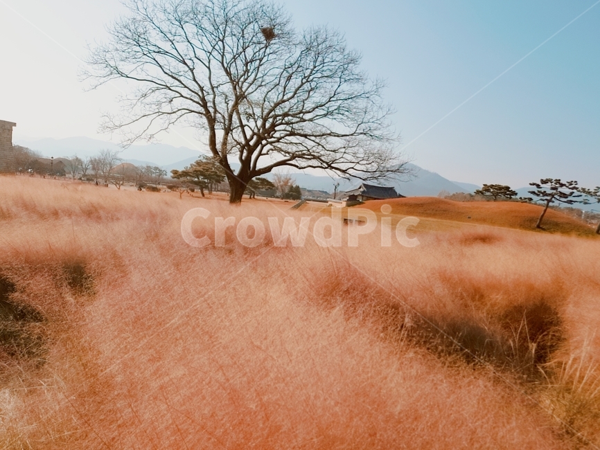 핑크뮬리,핑크핑크,핑크밭,경주,뮬리,핑크,자연,plants,식물,nature