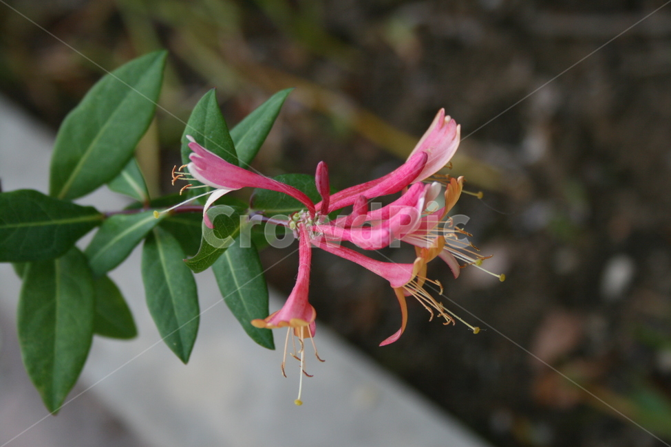 꽃,flower,plant,식물,인동꽃,식물,자연,plants,nature,꽃,flower