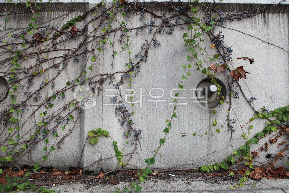 leaves,plant,leaf,ivy,wall