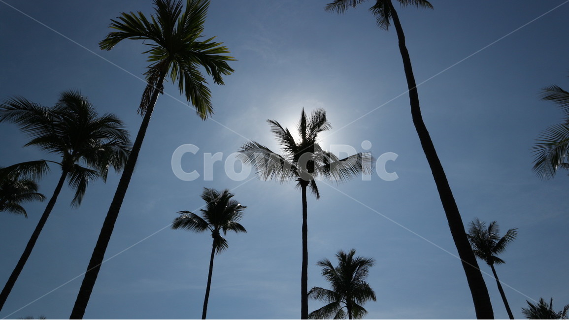 sky,vacation,summer,여름,휴가,휴양지,식물,자연,plants,nature,나무,trees,wood
