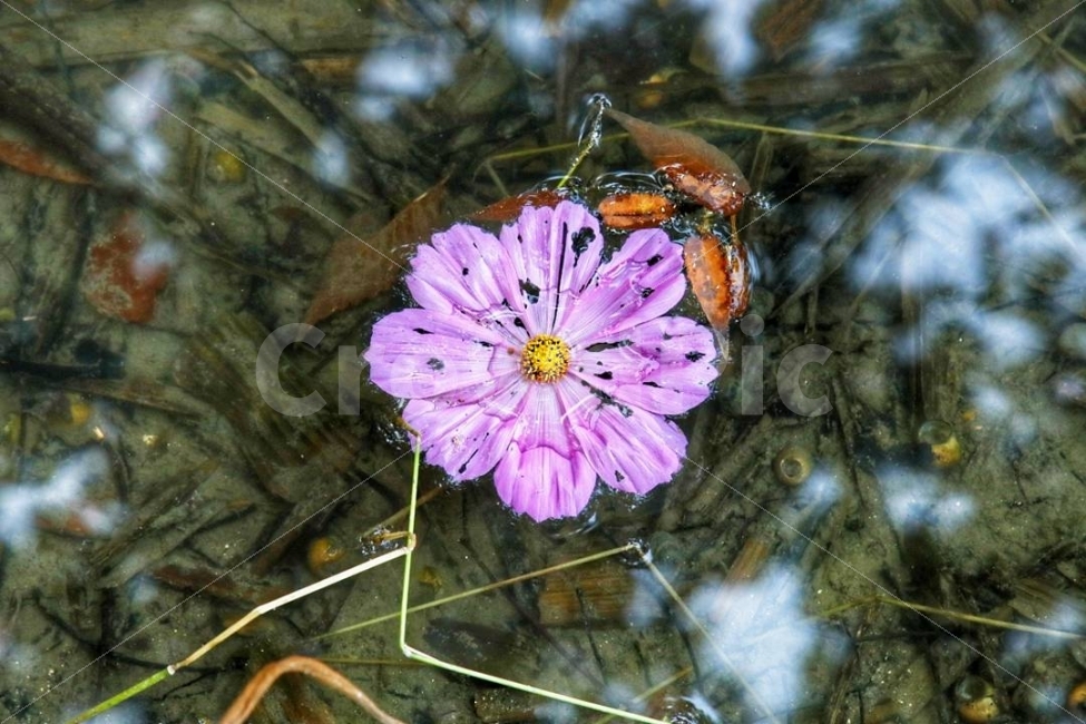 꽃,식물,코스모스,가을,감성,가을,계절,fall,autumn,season,식물,자연,plants,nature,꽃,flower,bee,벌,animal,동물,invertebrate,무척추 동물,insect,곤충