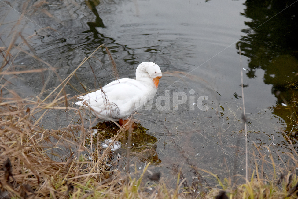 거위,조류,호수,물,오릿과,새,흰거위,goose,lake