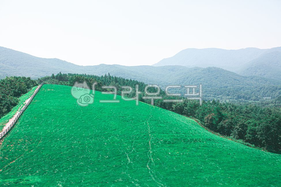 field,outdoors,nature,Daegwallyeong,pasture,sheep ranch,grassland