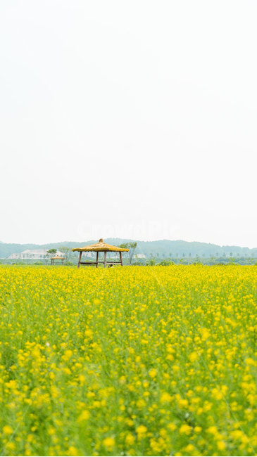 유채꽃,유채꽃밭,노랑,꽃밭,자연,풍경,봄