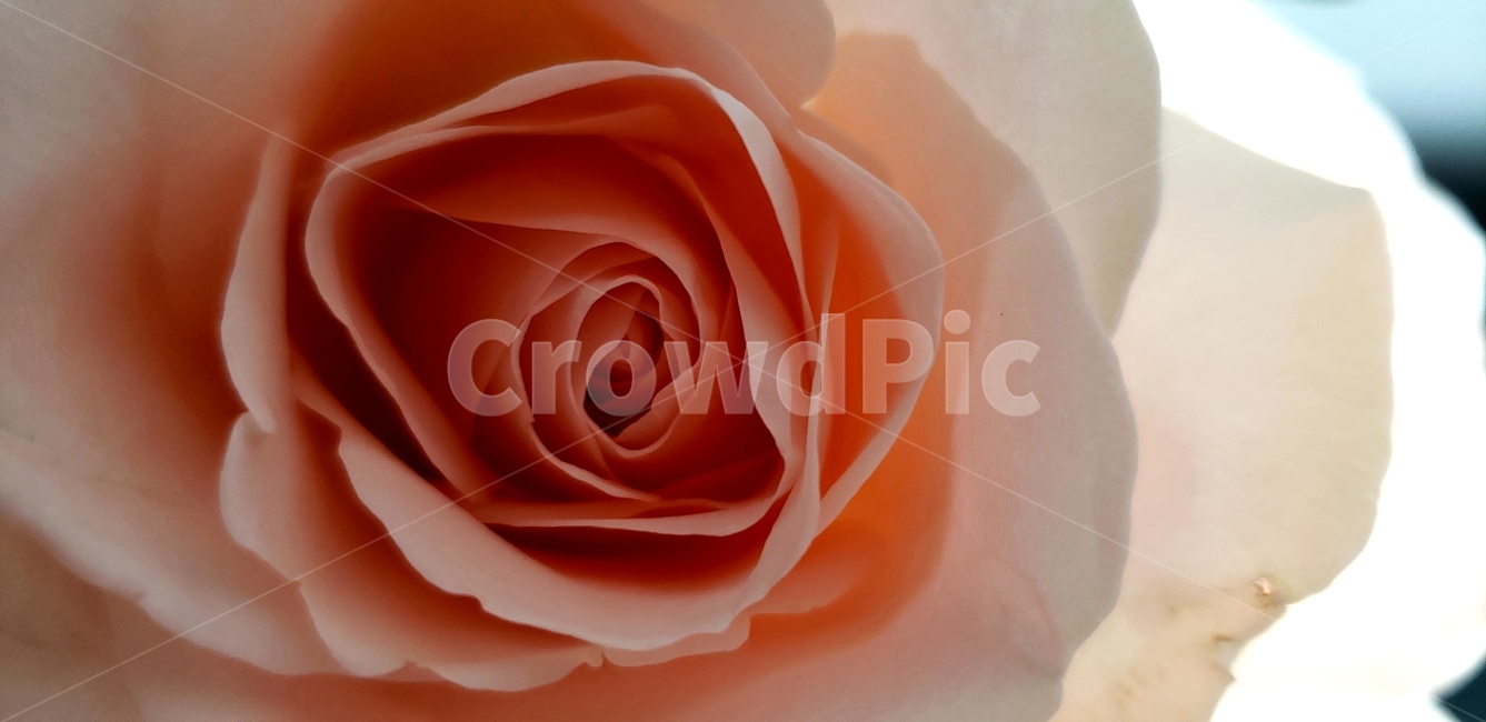 blossom,꽃,plant,식물,rose,장미,flower