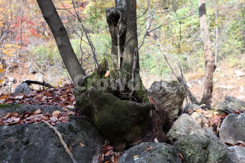 나무,이끼,돌,낙엽,가을,가을,계절,fall,autumn,season,식물,자연,plants,nature,나무,trees,wood,tree,plant,tree trunk,나무 줄기