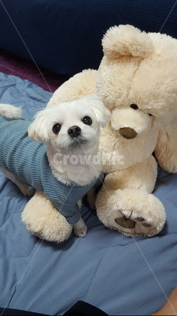 애완견,반려동물,개,멍멍이,말티즈,동물,animal,포유류,mammal,개,강아지,dog,doggy