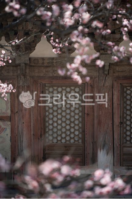 매화,매화꽃,꽃,봄꽃,전통,한국전통,전통문화,건축물,전통건축,한옥,사찰,불교,절,방문,문,오래된,문화유산,입구,게절
